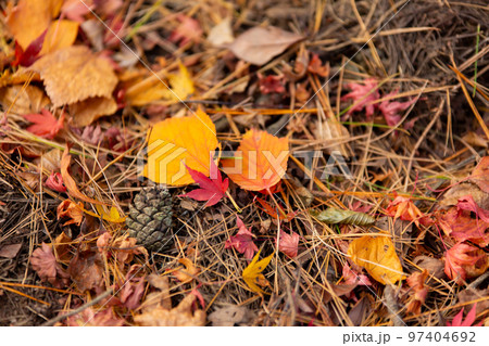 小豆島　寒霞渓の紅葉 97404692