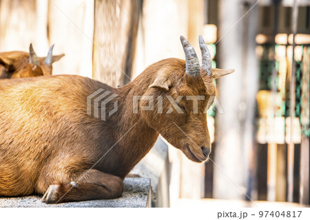 大宮公園小動物園　ヤギ 97404817