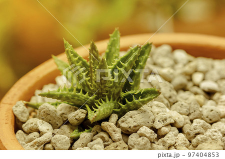 Aloe squarrosa is located on a small rock. 97404853