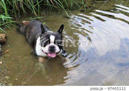 川遊びの人気スポットときがわ町の都幾川の水辺で涼む可愛いボストンテリアのマイティ君♡ 97405112