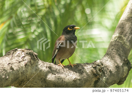 Acridotheres in nature on trees. 97405174