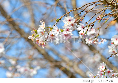 樹木　フユザクラ　バラ科 97405261