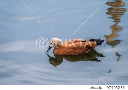 Ruddy Shelduck, or red duck, lat. Tadorna ferruginea, swimming on a lake. 97405286