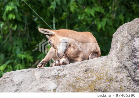 Markhor goatlings jump on the rocks. Markhor, Capra falconeri 97405290