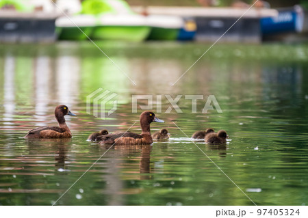 Tufted duck Family swims with their ducklings in green lake water. 97405324