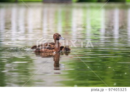 Tufted duck Family swims with their ducklings in green lake water. 97405325
