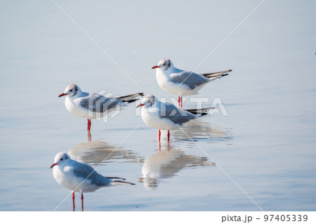 Flock of Seagulls, The European herring gull, swims on the calm lake shore Flock of Seagulls, The European herring gull, swims on the calm lake shore 97405339