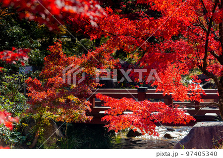 香川用水記念公園の紅葉が最高 香川用水記念公園の紅葉が最高 97405340