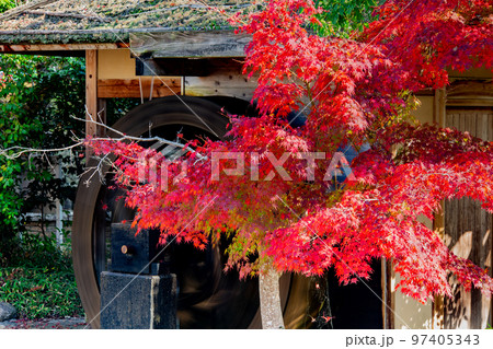 香川用水記念公園の紅葉が最高 97405343