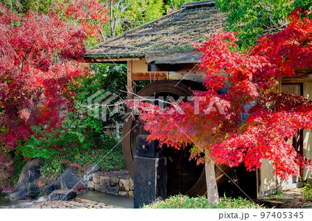香川用水記念公園の紅葉が最高 香川用水記念公園の紅葉が最高 97405345