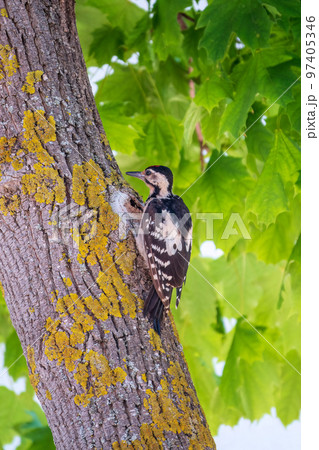 Female Syrian woodpecker, Dendrocopos syriacus, sits on a tree trunk. Female Syrian woodpecker, Dendrocopos syriacus, sits on a tree trunk. 97405346