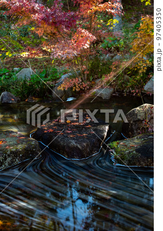 香川用水記念公園の紅葉が最高 香川用水記念公園の紅葉が最高 97405350
