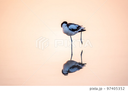 Water bird pied avocet, Recurvirostra avosetta, standing in the water in pink sunset light. The pied avocet is a large black and white wader with long, upturned beak 97405352