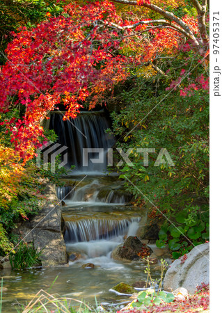 香川用水記念公園の紅葉が最高 香川用水記念公園の紅葉が最高 97405371