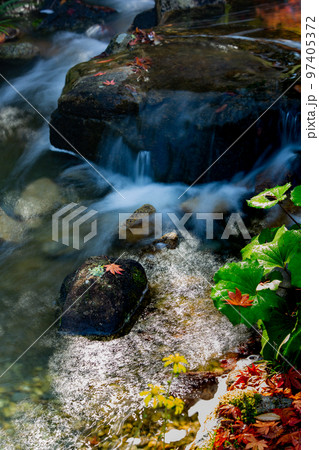 香川用水記念公園の紅葉が最高 97405372
