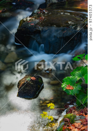 香川用水記念公園の紅葉が最高 97405373