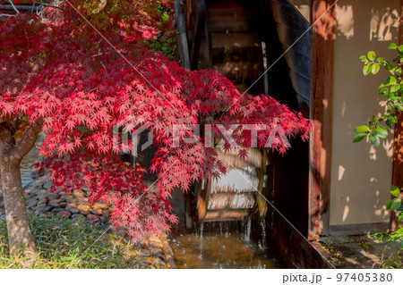香川用水記念公園の紅葉が最高 香川用水記念公園の紅葉が最高 97405380