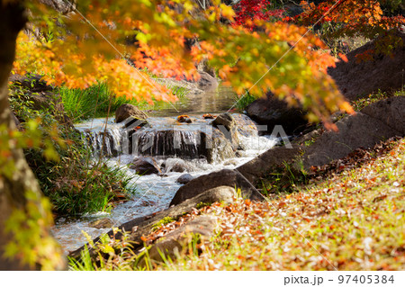 香川用水記念公園の紅葉が最高 香川用水記念公園の紅葉が最高 97405384