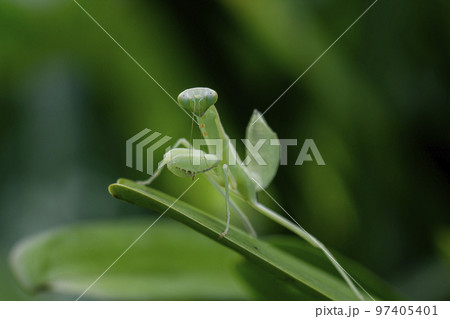 Mantodea is on a green leaf. Mantodea is on a green leaf. 97405401