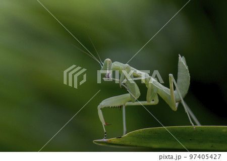 Mantodea is on a green leaf. 97405427