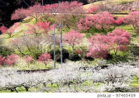 信州新町ろうかく梅園 信州新町ろうかく梅園 97405439