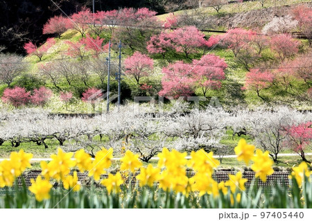 信州新町ろうかく梅園 信州新町ろうかく梅園 97405440