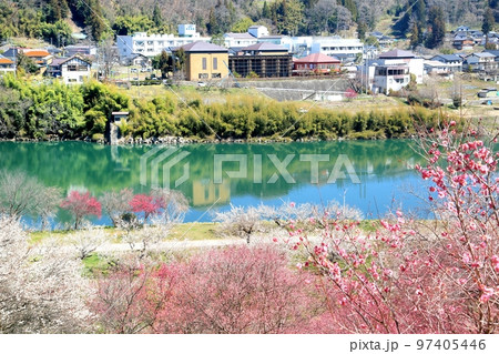 信州新町ろうかく梅園 97405446