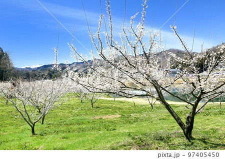 信州新町ろうかく梅園 97405450