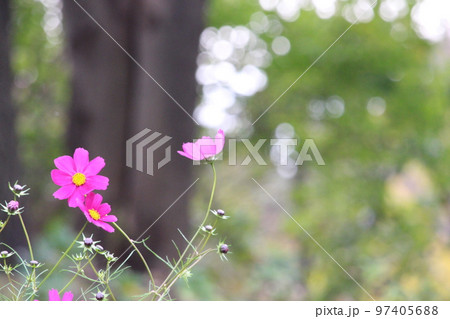 花壇に咲く満開のコスモス 花壇に咲く満開のコスモス 97405688