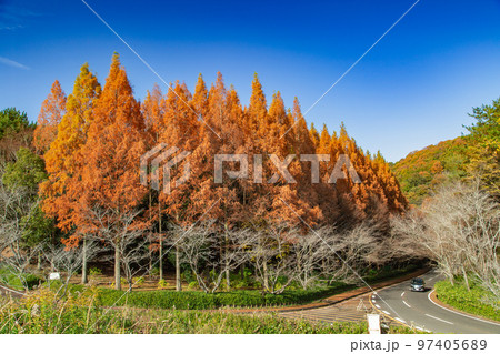 満濃池森林公園の紅葉が素敵 97405689