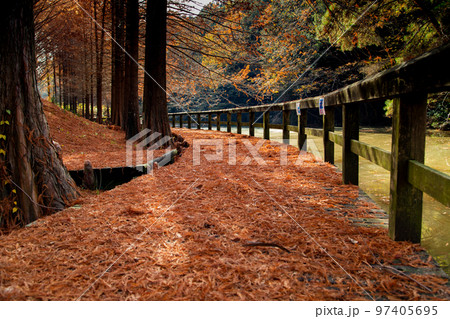 満濃池森林公園の紅葉が素敵 満濃池森林公園の紅葉が素敵 97405695