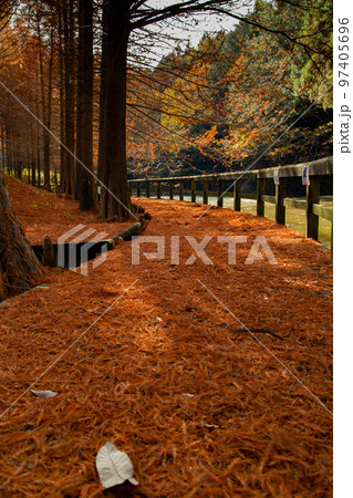 満濃池森林公園の紅葉が素敵 97405696