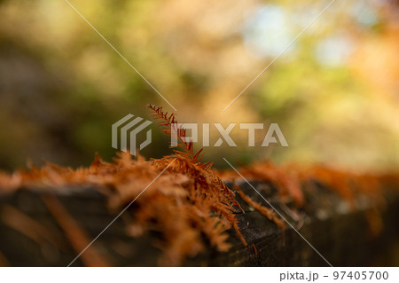 満濃池森林公園の紅葉が素敵 97405700