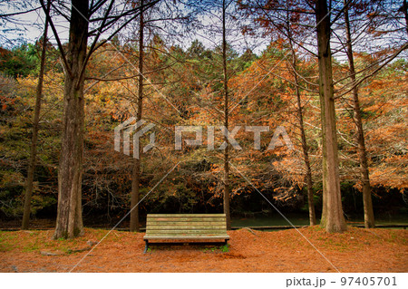 満濃池森林公園の紅葉が素敵 満濃池森林公園の紅葉が素敵 97405701
