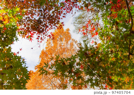 満濃池森林公園の紅葉が素敵 97405704
