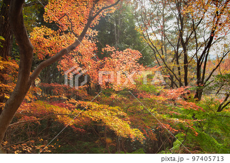 満濃池森林公園の紅葉が素敵 97405713