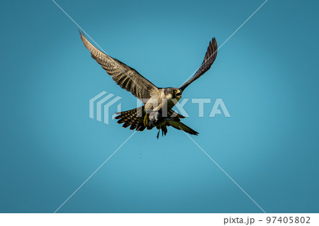 北海道の春、ハヤブサの奮闘 北海道の春、ハヤブサの奮闘 97405802