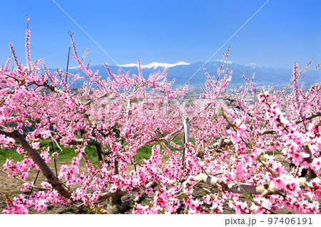 桃の花と南アルプス 97406191