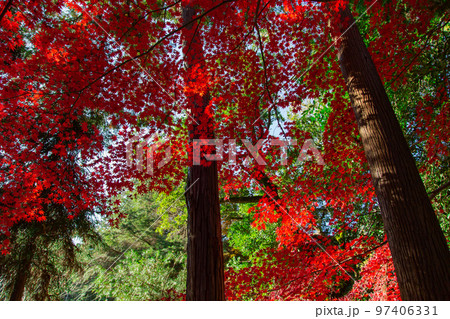 こんぴらさんの紅葉　裏参道の紅葉が美しい 97406331