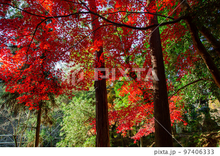 こんぴらさんの紅葉　裏参道の紅葉が美しい 97406333