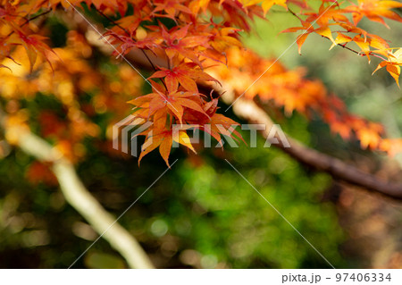 こんぴらさんの紅葉　裏参道の紅葉が美しい 97406334