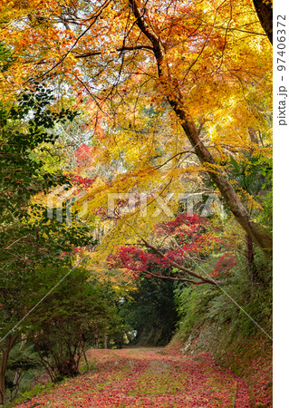 こんぴらさんの紅葉　裏参道の紅葉が美しい 97406372