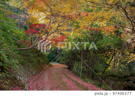 こんぴらさんの紅葉 裏参道の紅葉が美しい こんぴらさんの紅葉 裏参道の紅葉が美しい 97406377