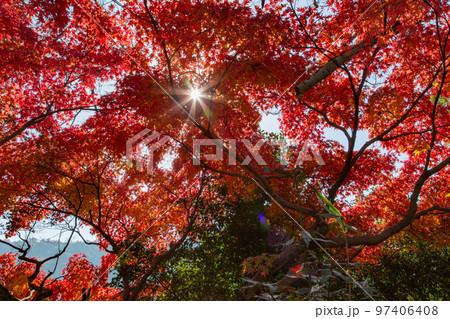 こんぴらさんの紅葉 裏参道の紅葉が美しい こんぴらさんの紅葉 裏参道の紅葉が美しい 97406408