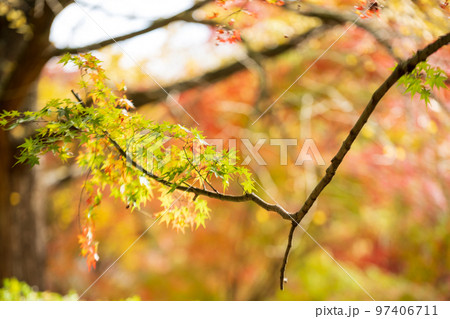 秋の頃の紅葉が美し菊池神社の風景 秋の頃の紅葉が美し菊池神社の風景 97406711