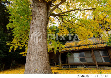 三豊市高瀬町　薬師院の銀杏が感動的 97406848