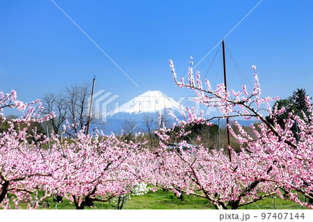 春の新府桃源郷と富士山 春の新府桃源郷と富士山 97407144