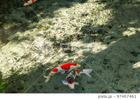 栗林公園　秋の紅葉が最高 97407461