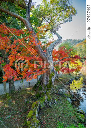 栗林公園　秋の紅葉が最高 97407495
