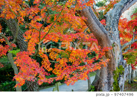 栗林公園 秋の紅葉が最高 栗林公園 秋の紅葉が最高 97407496